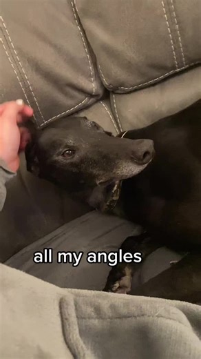 Brindle Dog Showcase: Unique Angles of a Beloved Pet