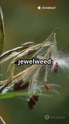 Exploding Seeds - Nature's Secret Catapult