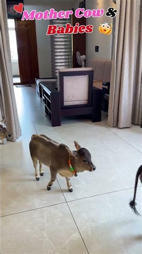 World's Shortest Mini Cow You Can Hold! 😍 Rare Nadipathy Cow & Adorable Baby Calf ❤️ #Shorts