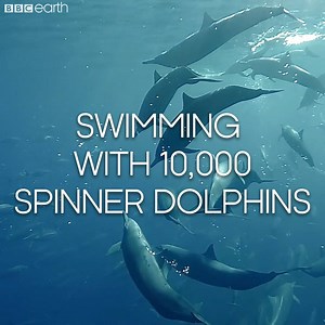 Imagine swimming with a superpod of 10,000 dolphins. 🐬 💙 #OurBluePlanet | BBC Earth
