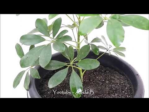How to Grow and Care Schefflera Plant / Umbrella by Stem Cuttings