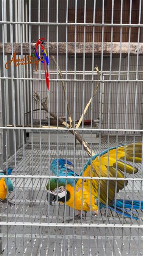 10K views · 264 reactions | Blue & Gold Macaw pair showing breeding activity #birdslover #parrotsofig #parrotsofinstagram #aviaryindonesia #aviculture #parrotstagram #PetSafety #parrotslife #parrotsareawesome #pets #parrots #petsofinstagram #birdslovers #parrotslover #nature #talkingparrots #petsafety #naturelover #petsafety #talkingparrots #parrot #aviary #cockatoo #cockatooparrot #cockatoosoftiktok #breeding #arificialintelligence #macaw #cage #petlover | Adeel ch’s Aviary | Facebook