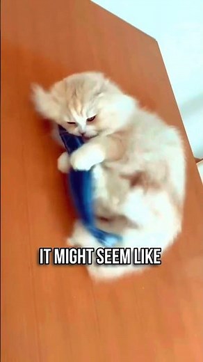 🐯Why Your Cat STILL Acts Like a Hunter?