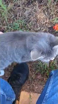 yellow garden spider wobble cat meow man speculate