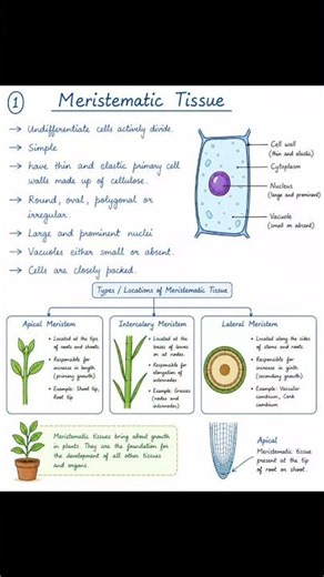 class 9 tissue part 1 #biologynotes #ncert #science #tissue #cbse #biologyclass #funlearning #notes