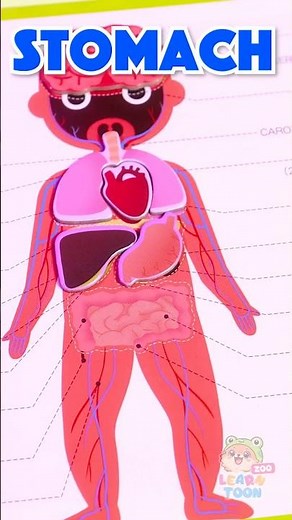Watch Your Body Come to Life! 🌈 Interactive Anatomy Lesson #SmartKids