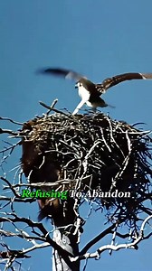 A wolverine attacks an eagle. | Hester's Black & Tan Hounds