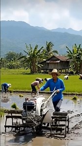 Life in the Paddy Field: Traditional Rice Planting in Asia #ytshorts