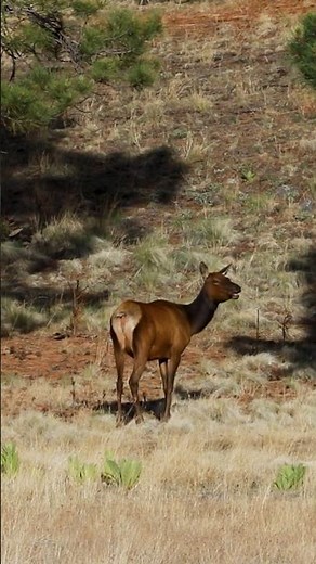 Cow Elk Calls for Lost Calf #nature #trendingshorts