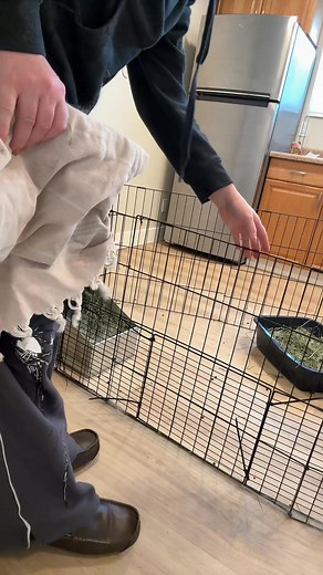 From the start, I noticed males were more receptive to human relationships, so I focused on developing their bond for three generations, knowing their influence would shape the babies.Then came Picasso’s mom. She wasn’t scared of humans—just bold and independent. She even fed her babies in the open and would growl at me if I bothered her while pregnant. Picasso inherited that fearless spirit.My dream has always been for a female rabbit to lead her babies toward human connection, and Monet is sho