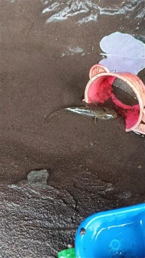 how to catch snakehead fish with hook - SNAKEHEAD FISH #shorts #fish #channa #viralvideo