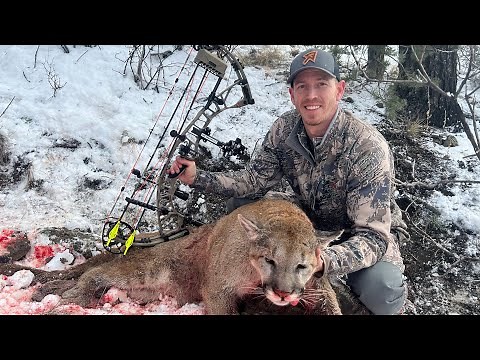 Archery Mountain Lion 2023