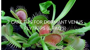 7 Care Tips For Dormant Venus Flytraps (& FAQ's) - Soak And Soil