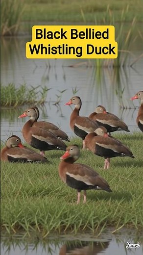 Black-bellied Whistling-Duck 🦆 Beauty isn't always loud, sometimes it simply whistles #waterbird
