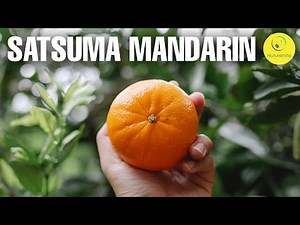 10 beneficial uses of Satsuma mandarin / Mandarin Orange for good health || Benefits, Side effects
