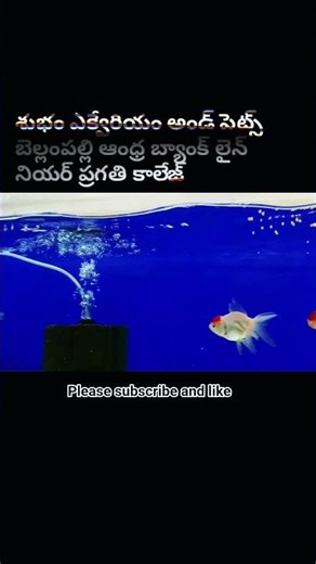 red cap oranda premium quality #viral #aquarium #youtubeshorts #trending