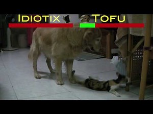 Cat vs Dog Epic Battle