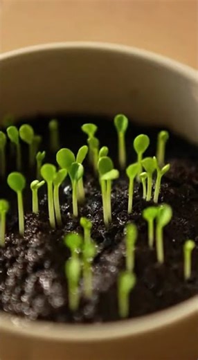 This Tiny Garden Feeds Me #homestead #gardening #FoodSecurity #PrepperTips