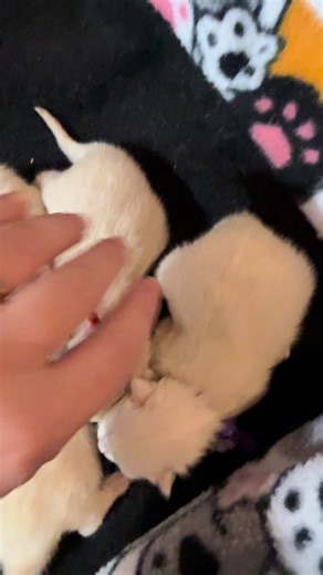 Queen Millie’s Balinese kittens five days old 🥰 #balinese #kitten #cat #kittens #longhair