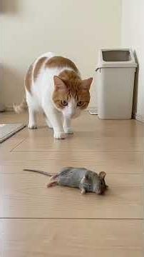 Cat vs mouse 🐁 ultimate comedy’s🐾🐈‍⬛🐁….🤣🤣🤣😝😝😝😂😂😂…… #funnycat #fyp #mouse #funnyvideos #catmouse
