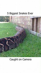 5 Biggest Snakes Ever Caught on Camera | Safari Sarraah