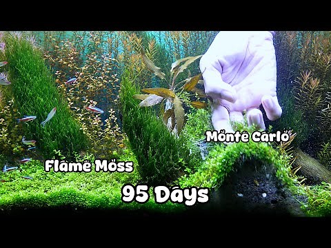 FLAME MOSS - SIMPLE PLANTED AQUARIUM SETUP