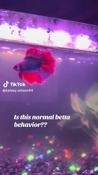 Understanding Normal Betta Fish Behavior