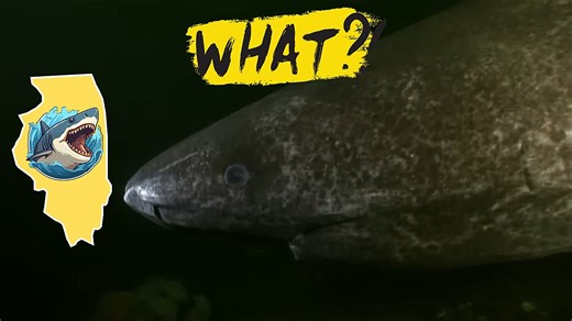 Yes, a 12-Foot Bull Shark Really Was Found in an Illinois River