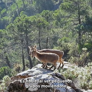 Durante la época de celo de la cabra montés ('Capra pyrenaica'), los machos 🐐 protagonizan espectaculares luchas para establecer su dominio y acceder a las hembras. Los violentos combates, entrechocando sus cuernos, rompen el silencio invernal en muchas partes de nuestro país. | Fundación Biodiversidad
