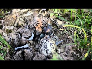 Killdeer birds hatching