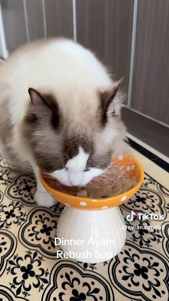 evian.ragdoll (@evian.ragdoll)’s videos with Meow number 16 - The kitten's nose - AtilaKw