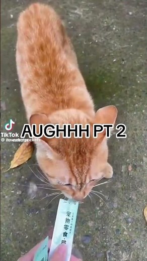 “Hi my name is carmen winstead” ahh cat 😭😭😭