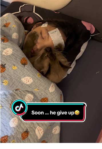 Understanding Why Cats Can Be Needy