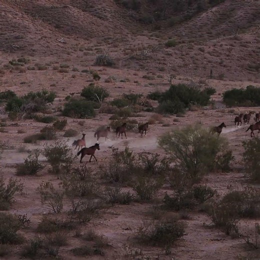 Desert Thunder: Wild Horses Running Free in Arizona 🐎🔥