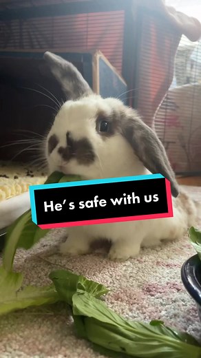 The strongest little bun with the biggest heart