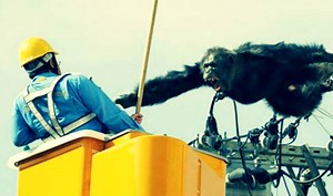 Chacha the chimpanzee escapes zoo, falls down from electric poll! (Watch video)