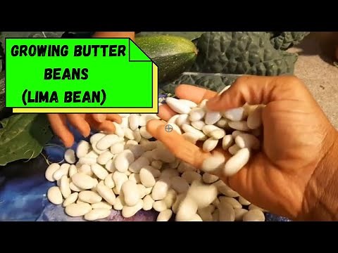 Growing Butter Beans - Harvesting Butter Beans (Lima)