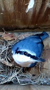 13K views · 294 reactions | A Nuthatch visits 殺 #wildlife #birdwatching #nature #birdhouse #birds | Nest Box Live | Facebook