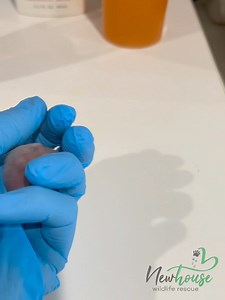 53K views · 3.1K reactions | Baby weasel, just a few days old. 凉 | Newhouse Wildlife Rescue | Facebook