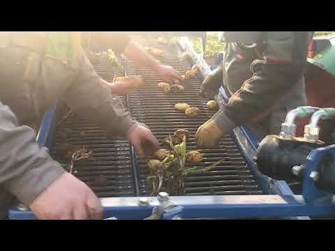 Potato harvesting inside a greenhouse - ASA-LIFT KT-175