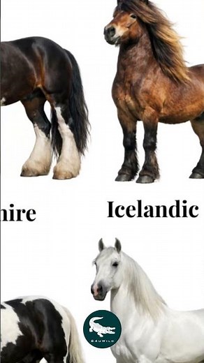 11 legendary horses… but only one can be your favorite 👀🐎🔥