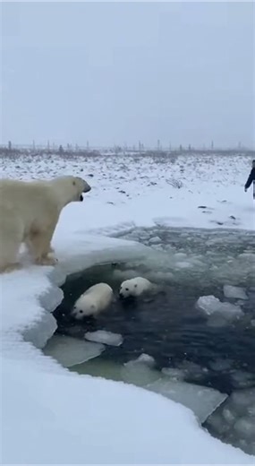 Ice Breaking Beneath Polar Bear Cubs | Emotional Wildlife Rescue Moment