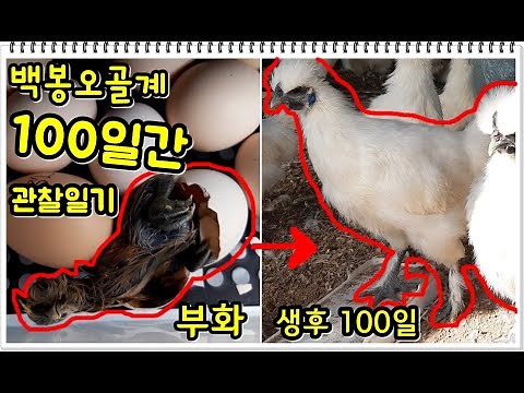 백봉오골계100일간 관찰일기100 Days Observation Diary of a Hatched Chicken(오골계부화,병아리폭풍성장)#오골계키우기#생후1일