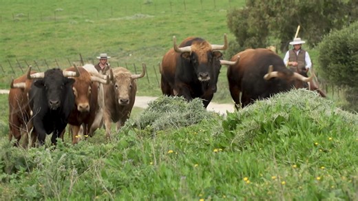 Tendido Cero - 20/12/25