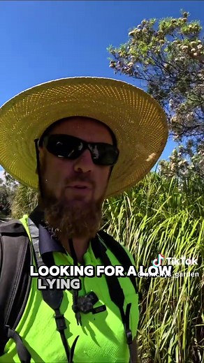 Discover Grevillea Lanigera at Squeaky Beach, Victoria