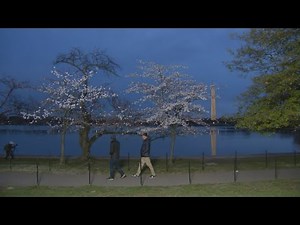 CHERRY BLOSSOM CAM PEAK BLOOM WATCH! | FOX 5 DC