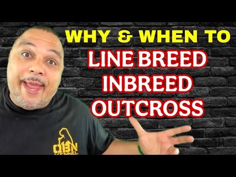 American Bully Breeding 101