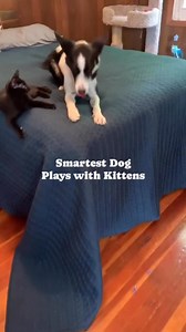 Can dogs and cats be friends? I think so! Here is my dog Georgi playing with my foster kittens. She definitely knows they love chasing toys and would go find them and toss them for them to play. So cute! #dogbehavior #catsanddogs #babyanimals #animalfriends #petfriends #dogplay #happydog | Thinking Canine
