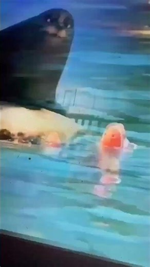 Finding Dory Reversed in 6 Seconds