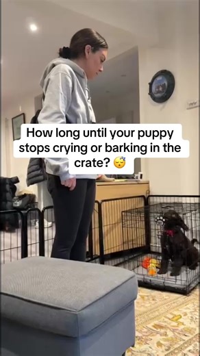 How long until your puppy stops crying in the crate? 😴 I know it feels like forever... You're exhausted from the sleepless nights... You're wondering if it will ever end... Here's the real timeline: Night 1-3: Lots of crying (this is normal!) Week 1: Crying reduces to 10-15 minutes Week 2: Minimal crying (5 minutes or less) Week 3 : Sleeping through the night! 🎉 But here's the thing: If you follow my proven crate training system, it can happen even FASTER! Want my complete Crate Training Guide